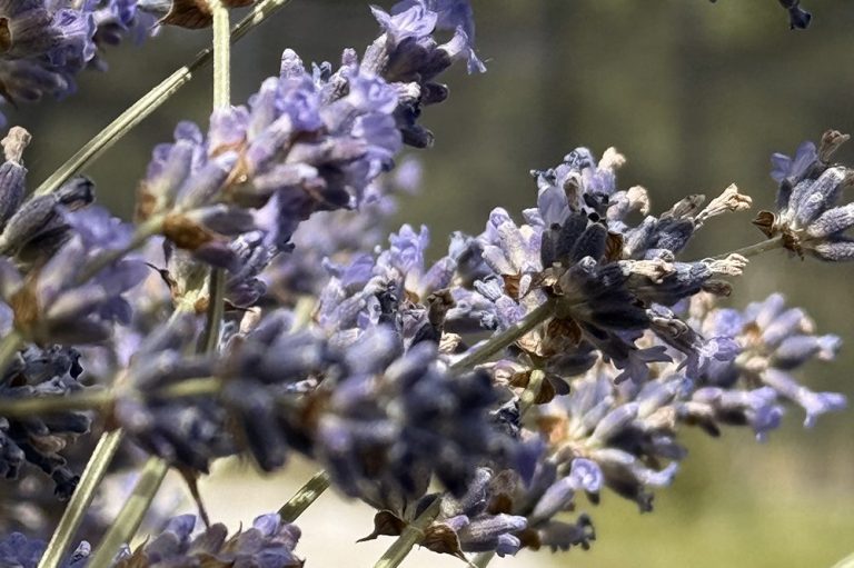 Kräuterpädagogik - Lavendelblüte für Ruhe und Entspannung Blühender Lavendel im Garten. Sorgt für eine entspannte Atmosphäre.